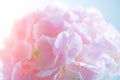 Hydrangea pink flower closeup. Beautiful soft colors Hortensia art design. Beauty pink colour Hydrangea flower close up