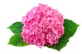 Hydrangea pink flower with green leaf on white