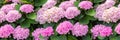 Hydrangea pink flowers, hydrangea bloom in nature, background wallpaper panorama banner