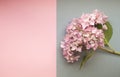 Hydrangea pink flowers composition against duotone trendy background. Flat lay, copy space Royalty Free Stock Photo
