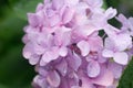 Hydrangea pink flowers macro with water drops Royalty Free Stock Photo