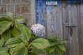 The purple hydrangea plant Royalty Free Stock Photo