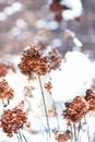 Hydrangea plants with  blossoms  in winter time covered  with snow in the garden in sunlight Royalty Free Stock Photo