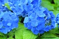 Stunning bouquets of blue Hydrangea macrophylla lacecap blooms Royalty Free Stock Photo