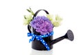 Hydrangea purple bouquet Royalty Free Stock Photo