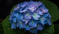 Hydrangea purple flower head glistens with dew generated by AI