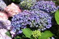 Hydrangea Royalty Free Stock Photo