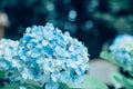 Hydrangea in rainy season Royalty Free Stock Photo