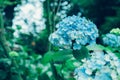 Hydrangea in rainy season Royalty Free Stock Photo