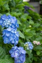 Hydrangea in rainy season Royalty Free Stock Photo
