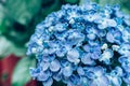 Hydrangea in rainy season Royalty Free Stock Photo