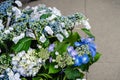 Hydrangea in rainy season Royalty Free Stock Photo