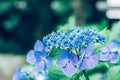 Hydrangea in rainy season Royalty Free Stock Photo