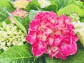 Hydrangea. red hydrangeas bloom with beautiful buds. Royalty Free Stock Photo