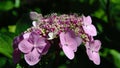 Hydrangea serrata `Blue bird` flowers