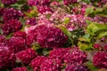 Hydrangea serrata flower in a green background