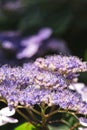 Hydrangea serrata flowers