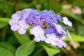 Hydrangea serrata or Mountain Hydrangea Hortensia - blue cultivar