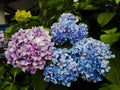 Hydrangea serrata plant TEA OF HEAVEN Ayurvedic medicine.