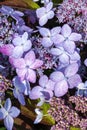 Hydrangea serrata `Tiara`