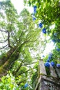 Hydrangea at the shrine Royalty Free Stock Photo