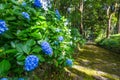 Hydrangea at the shrine Royalty Free Stock Photo