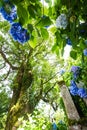 Hydrangea at the shrine Royalty Free Stock Photo