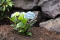 Hydrangea shrub flower turning blue color with rock retaining wall in background