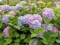 Hydrangea shrub with lovely pink and blue flowers Royalty Free Stock Photo