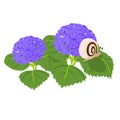 hydrangea and snail isolated illustration