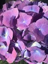 Hydrangea