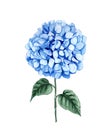 Hydrangea stem watercolor illustration. Blue summer flower isolated on a white background.