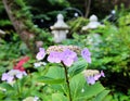 Hydrangea suguk Festival in taejongsa buddhist temple, Taejongdae, Busan, South Korea, Asia Royalty Free Stock Photo