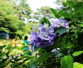 Hydrangea suguk Festival in taejongsa buddhist temple, Taejongdae, Busan, South Korea, Asia Royalty Free Stock Photo