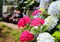 Hydrangea suguk Festival in taejongsa buddhist temple, Taejongdae, Busan, South Korea, Asia Royalty Free Stock Photo