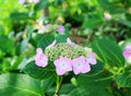 Hydrangea suguk Festival in taejongsa buddhist temple, Taejongdae, Busan, South Korea, Asia Royalty Free Stock Photo