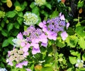 Hydrangea suguk Festival in taejongsa buddhist temple, Taejongdae, Busan, South Korea, Asia Royalty Free Stock Photo