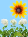 Hydrangea, sunflower and cyan sky