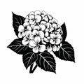 Hydrangea Tattoo Style Illustration Black And White Flower Art