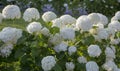 Hydrangea tree, white.Bush blooming on a green background. Royalty Free Stock Photo