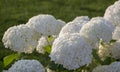 Hydrangea tree, white.Bush blooming on a green background. Royalty Free Stock Photo