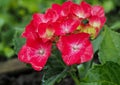 Hydrangea variety with brightly crimson flowers