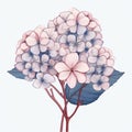 Hydrangea Vector Graphic: Hand Sketched Watercolor Illustration