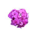 Hydrangea violet garden flower blooming head isolated plant