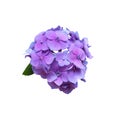 Hydrangea violet garden flower blooming head isolated plant