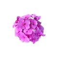 Hydrangea violet garden flower blooming head isolated plant, cut out object