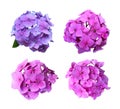 Hydrangea violet garden flowers set blooming head isolated plant Royalty Free Stock Photo