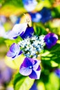 Hydrangea violet green in the garden