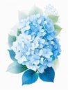 Hydrangea watercolor illustration. Blue gentle flower on a white background