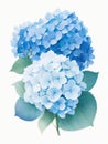 Hydrangea watercolor illustration. Blue gentle flower on a white background